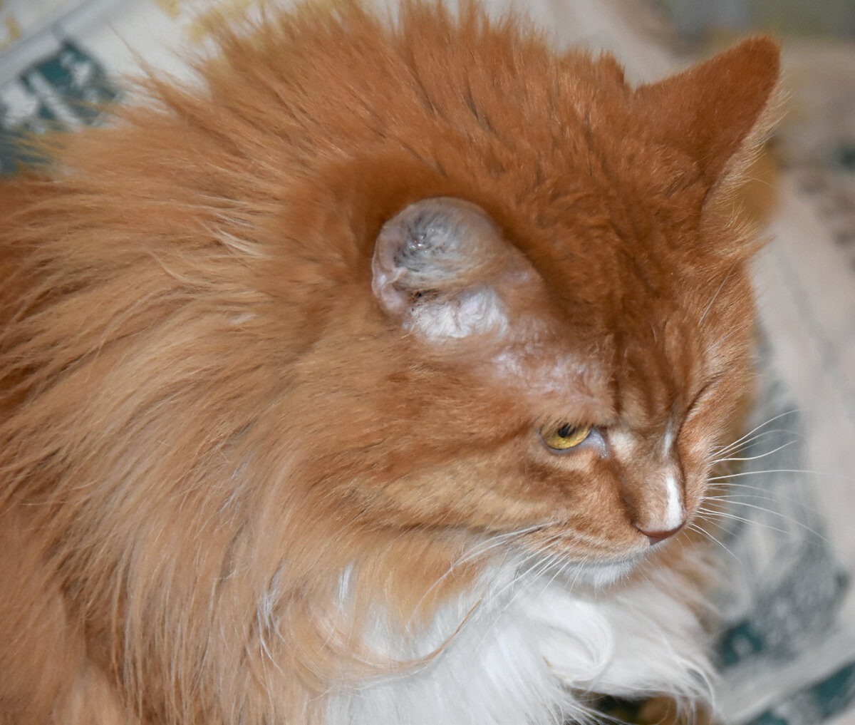 страдалец рыжий