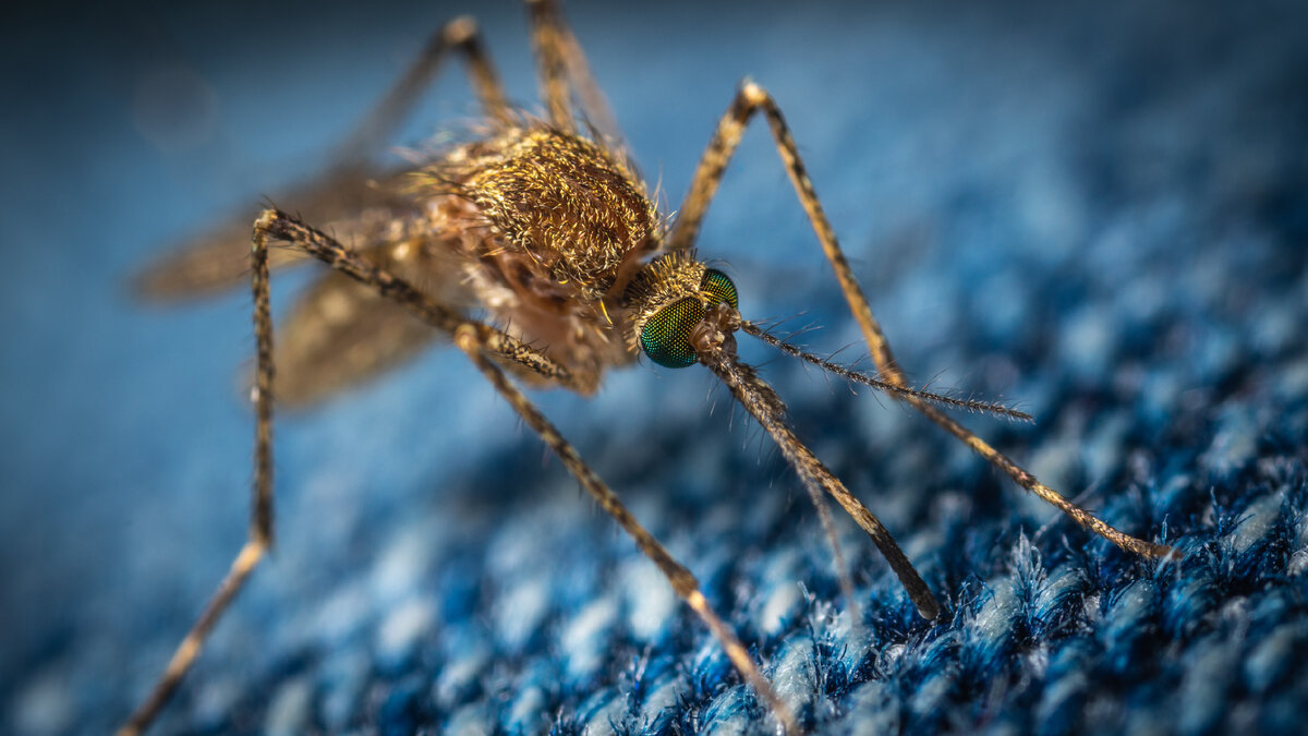 Комаров ненавидят повсюду во всем мире, и они являются отравой для большей части цивилизованного мира.