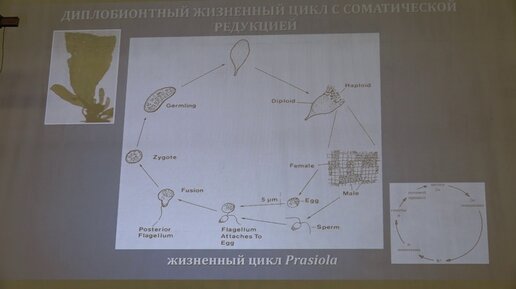 Гололобова М. А. - Низшие растения - Жизненные циклы водорослей. Цианобактерии