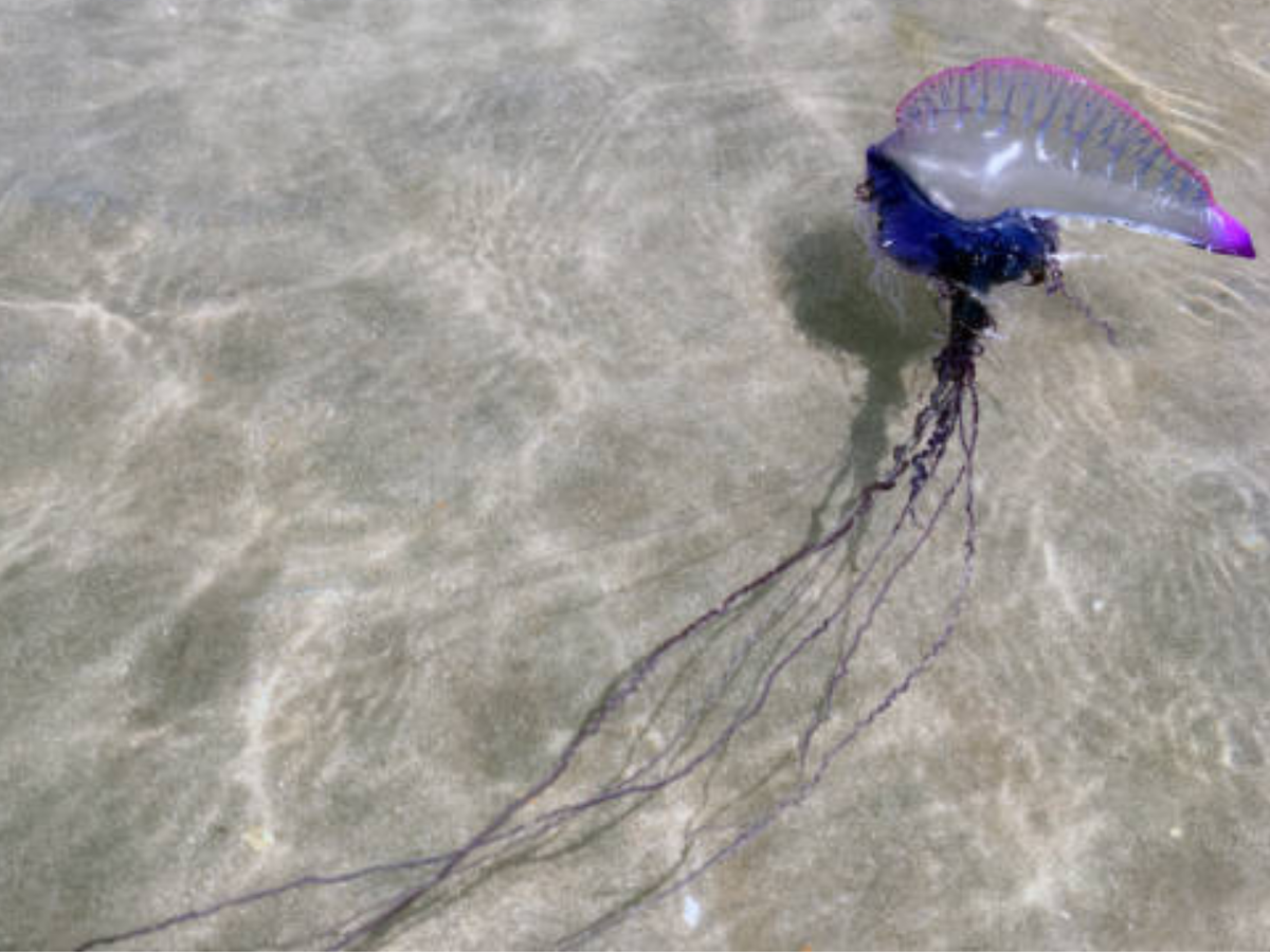 Физалия на мелководье. Крупный экземпляр. Не приближайтесь!