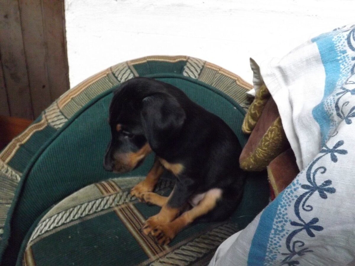 Вилли. Тут ему 2 месяца.