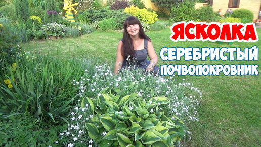 ЯСКОЛКА - Посейте этот почвопокровник! Не пожалеете...))