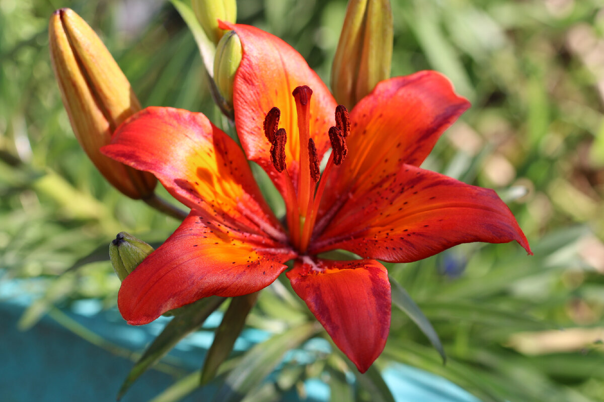 Неизвестный сорт. 13 июня 2016 года