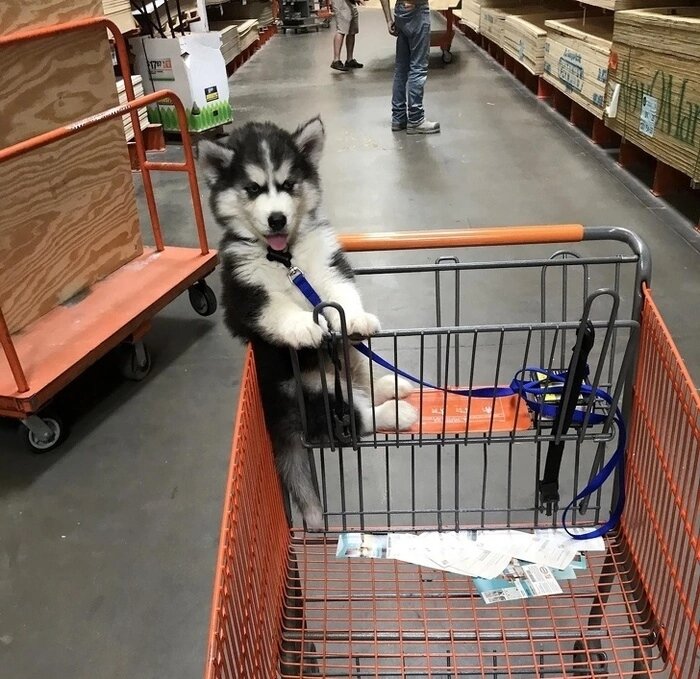 Удобно пассажиром устроился