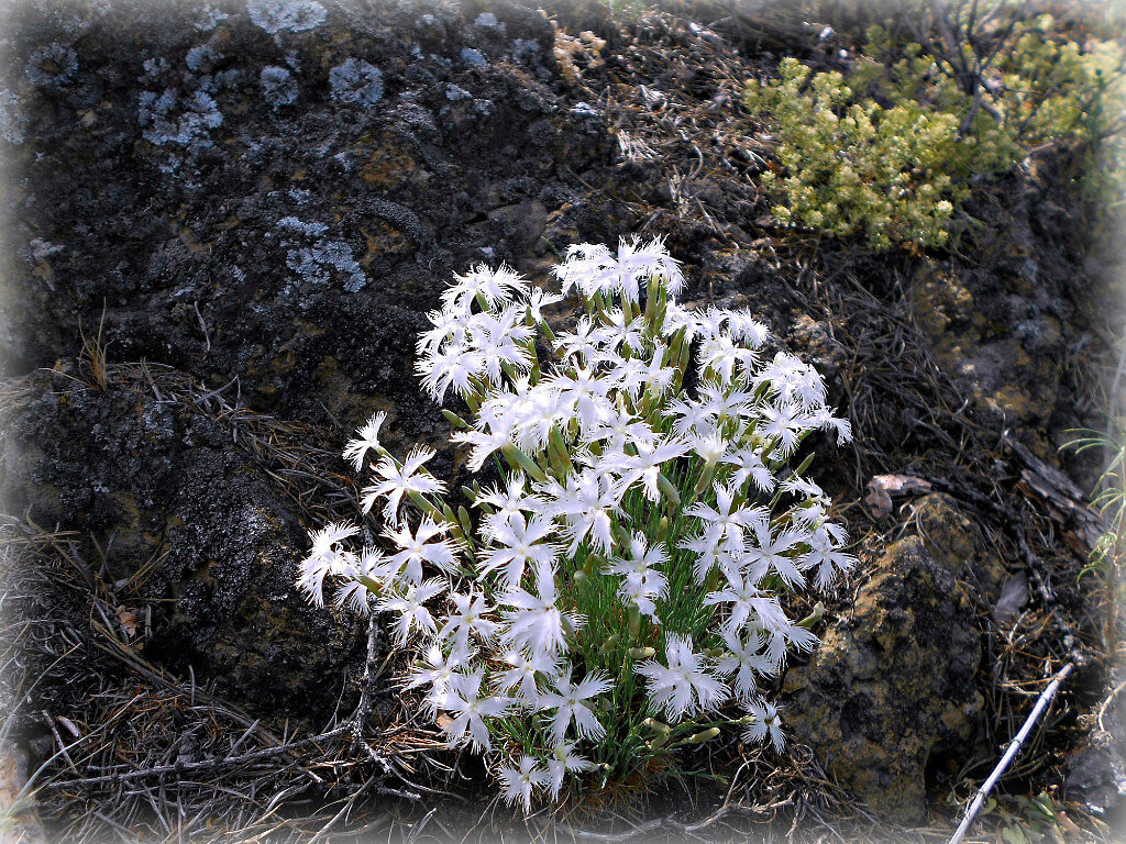 Растение, кстати, занесено в Красную книгу
