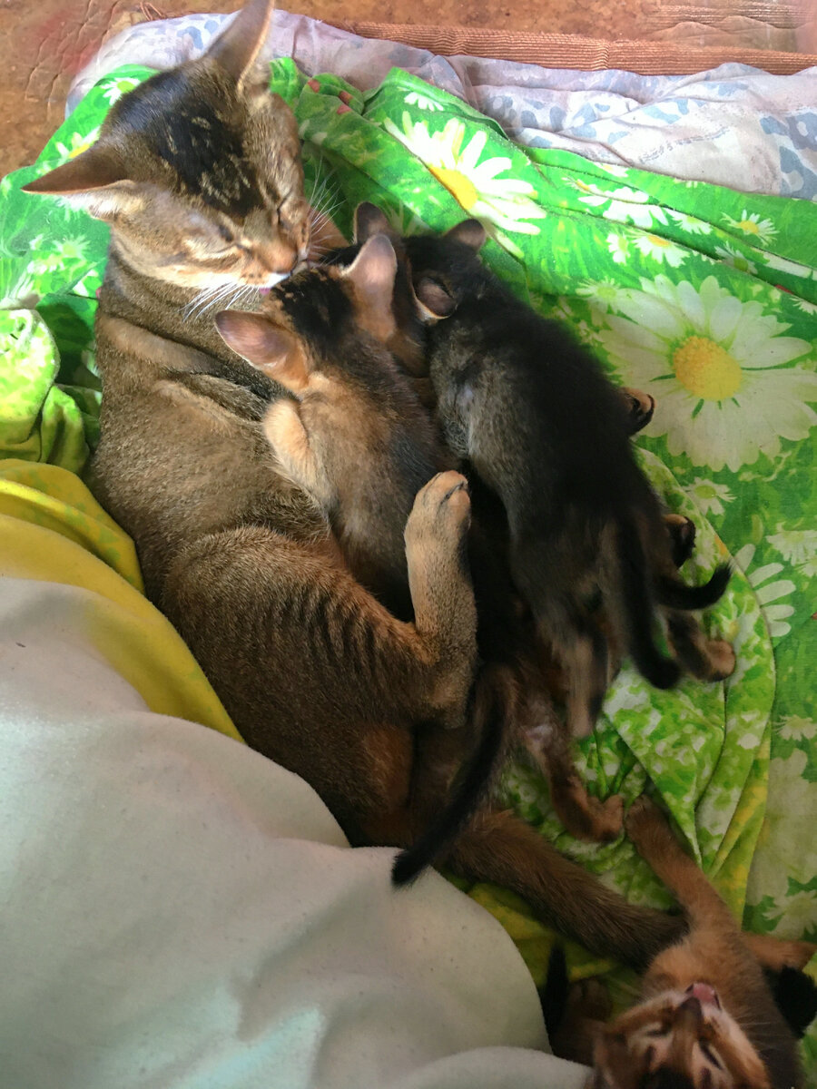 Мой котик Крис и его детки