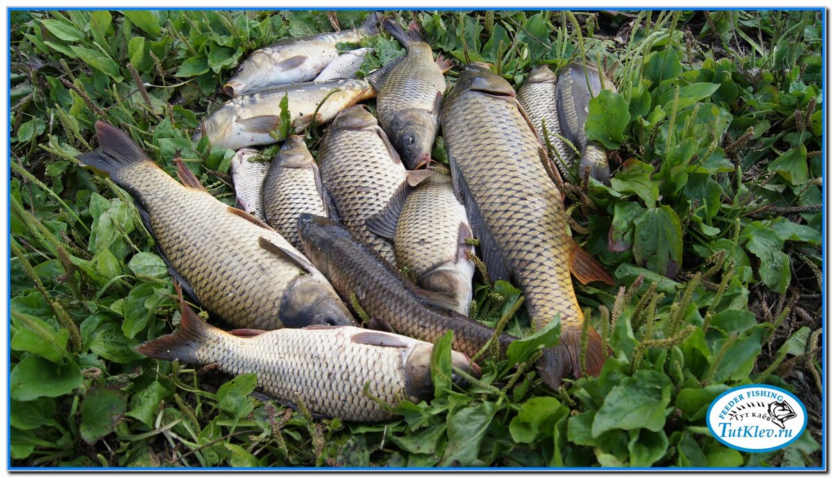 Обычно при ловле карпа используют такие насадки и наживки как: опарыш, навозный червь, хлеб, горох, кукурузу, каша, перловица, бойл. 