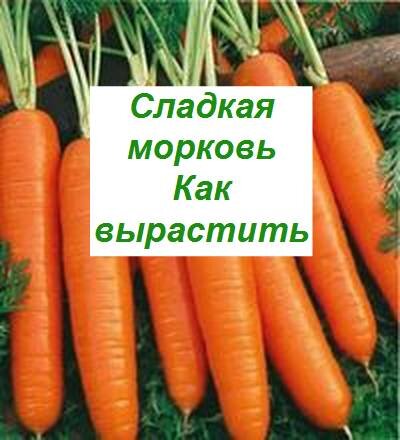 какая сладкая морковь