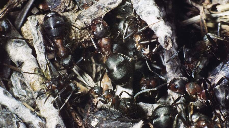 Фото: Getty Images/ DE AGOSTINI PICTURE LIBRARY