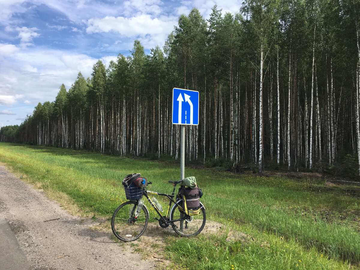 Редкость для тех мест  - Берёзовая роща. Обычно же - скучные смешанные леса без конца и края. Фото автора 
