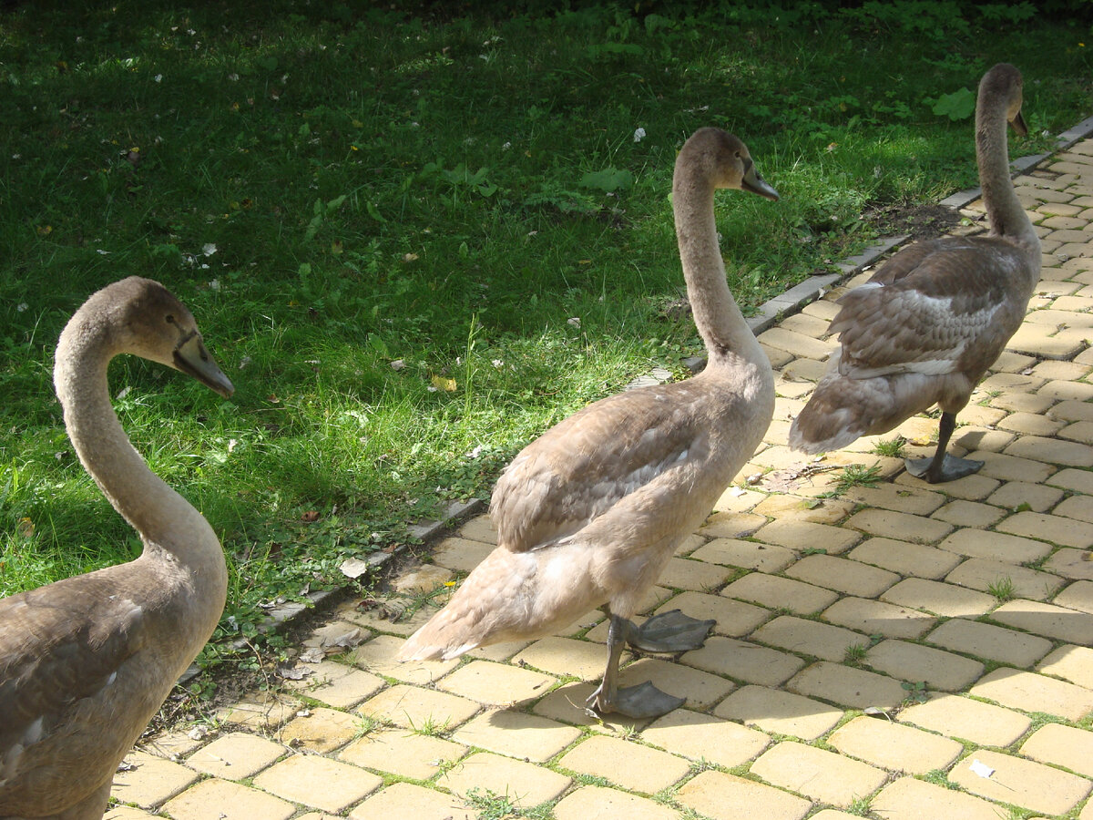 Парад маленьких лебедей в Овстуге - поместье Ф.И. Тютчева