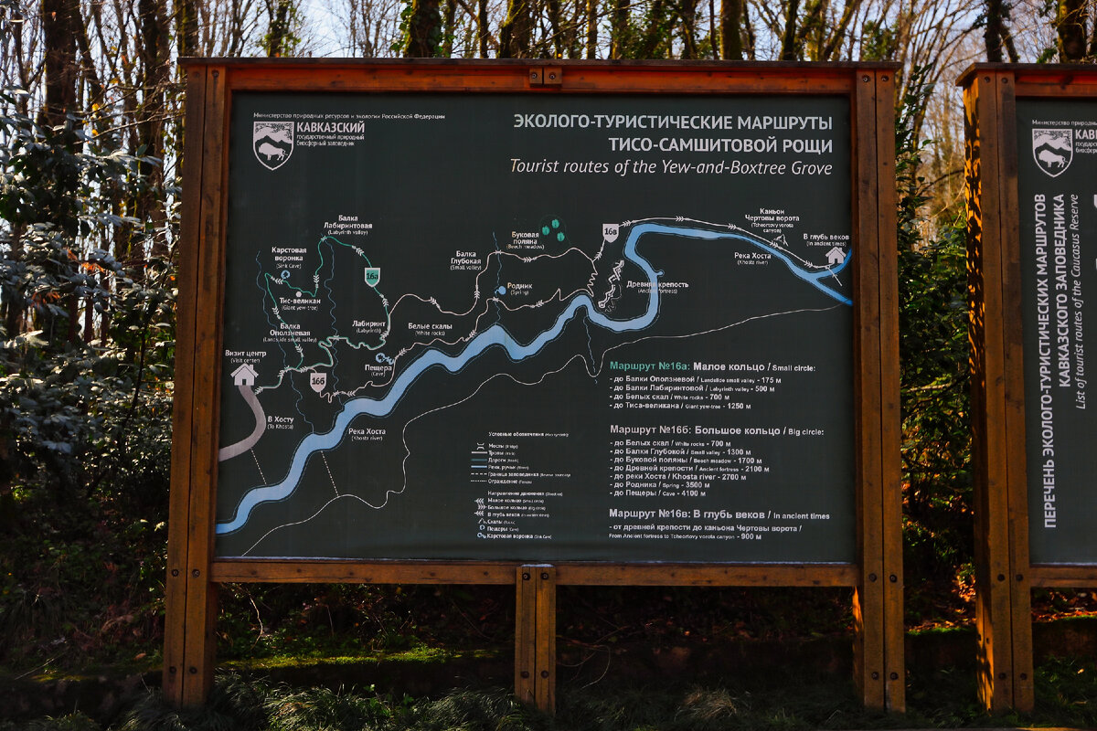 Самшитовая роща как доехать. Тис ягодный в тисо-самшитовой роще сочи. Тисо-самшитовая роща карта. Тисо самшитовая роща хоста на карте. Самшитовая тисовая роща сочи.