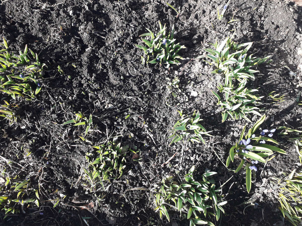 Мускари уже зацвели - а кругом нет больше ничего. Фото автора.