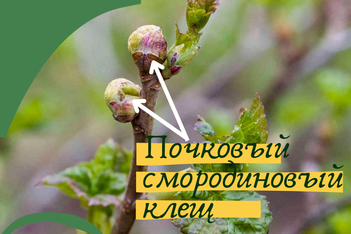 Смородиновый клещ методы борьбы весной. Смородиновый почковый клещ. Почковый клещ красная смородина. Почковый клещ смородины. Почковый клещ на смородине.