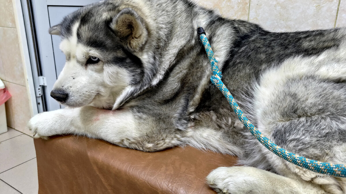 Ласка на приеме