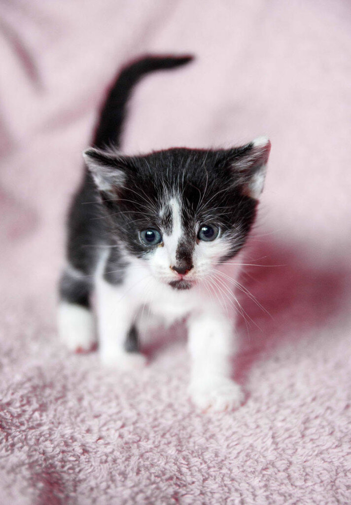Черно белый котенок девочка. Котенок черно-белый. Кошки маленькие черненькие белые. Котята чёрно белые. Маленький котенок.