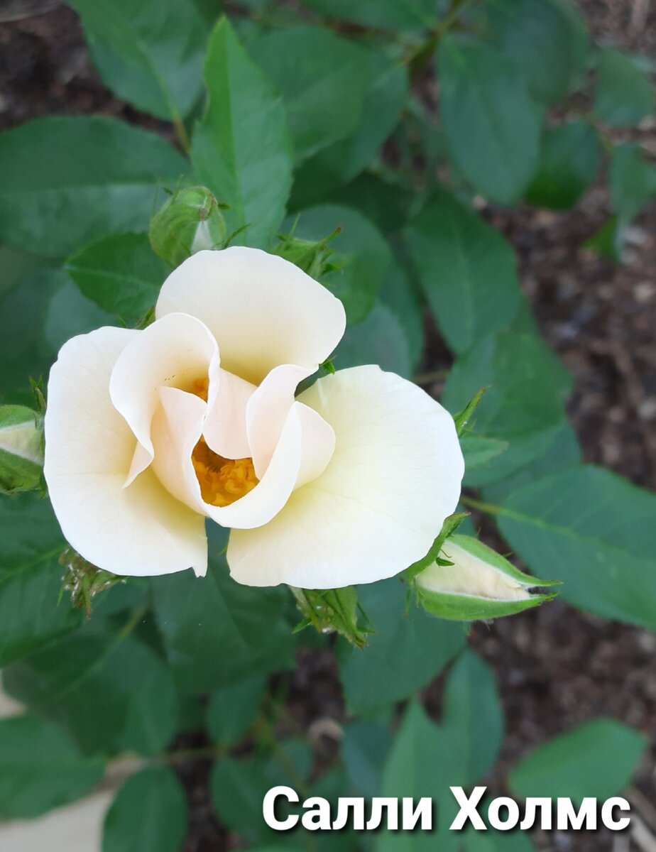 А это скромное цветение Салли в первый год жизни. Но как мы ждали этого цветения, не отходили от неё с камерой (фото из личного архива).