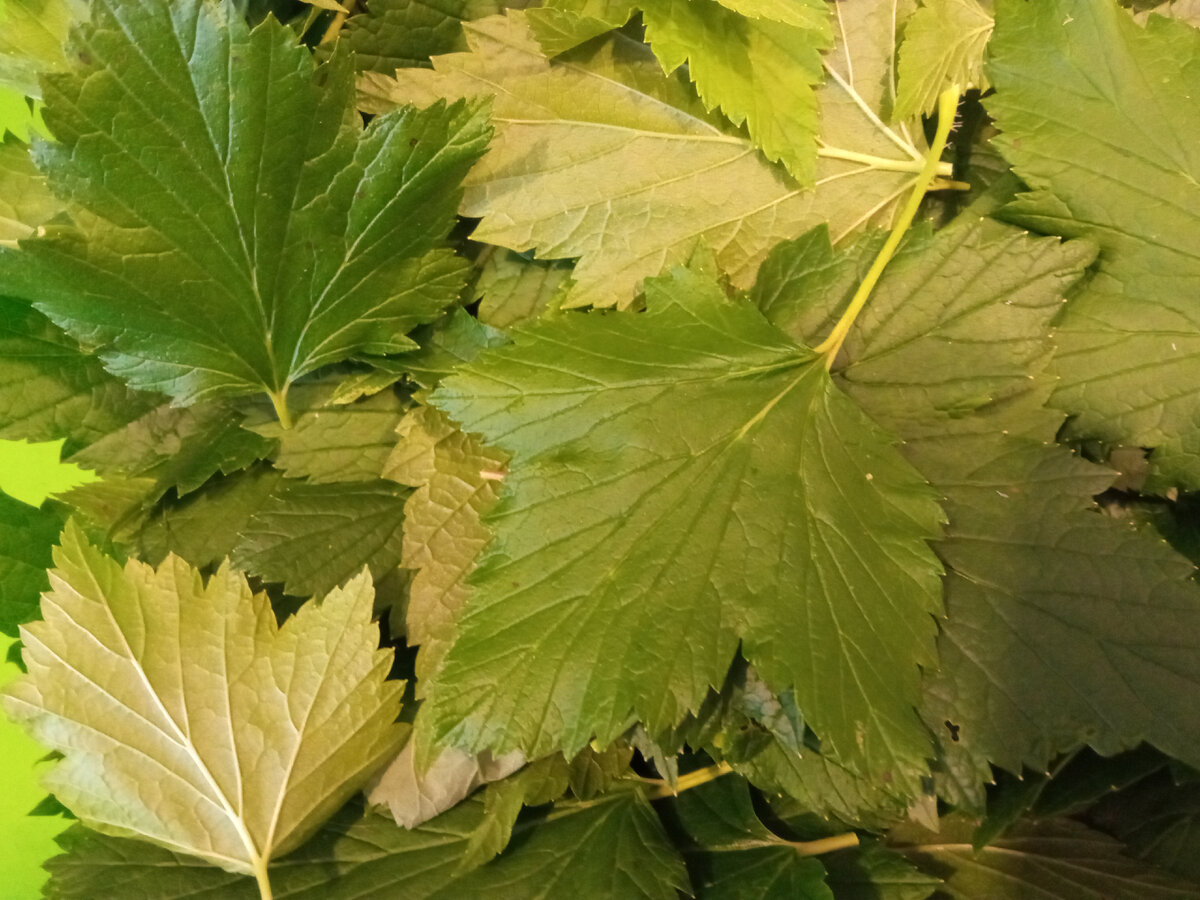 листья смородины для ферментации