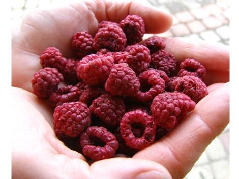 Сухая малина после Ezidri