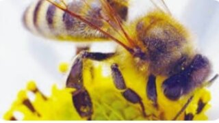 Пчелолечение, или Апитерапия в действии