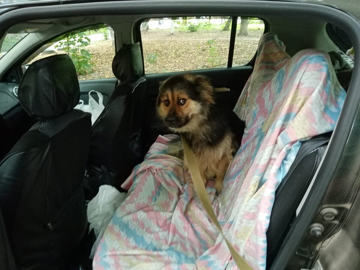 Бимка по приезду в Курск