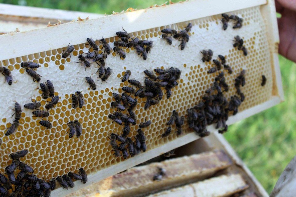Белорусское пчеловодство belarusian beekeeping. Улей продукты. Пасека ульи. Соты пчелиные. Пчеловодство.