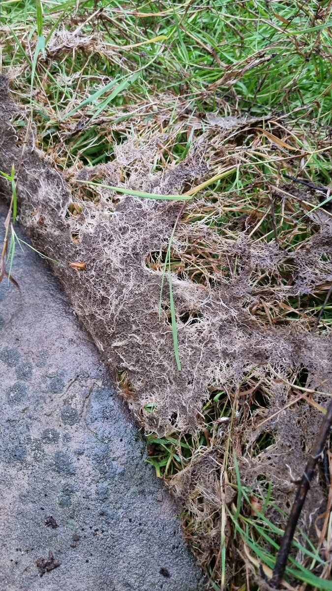 Полевица побегоносная. Плюсы и минусы газона из неё из личного опыта ...