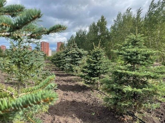     ФОТО АДМИНИСТРАЦИИ КРАСНОЯРСКА