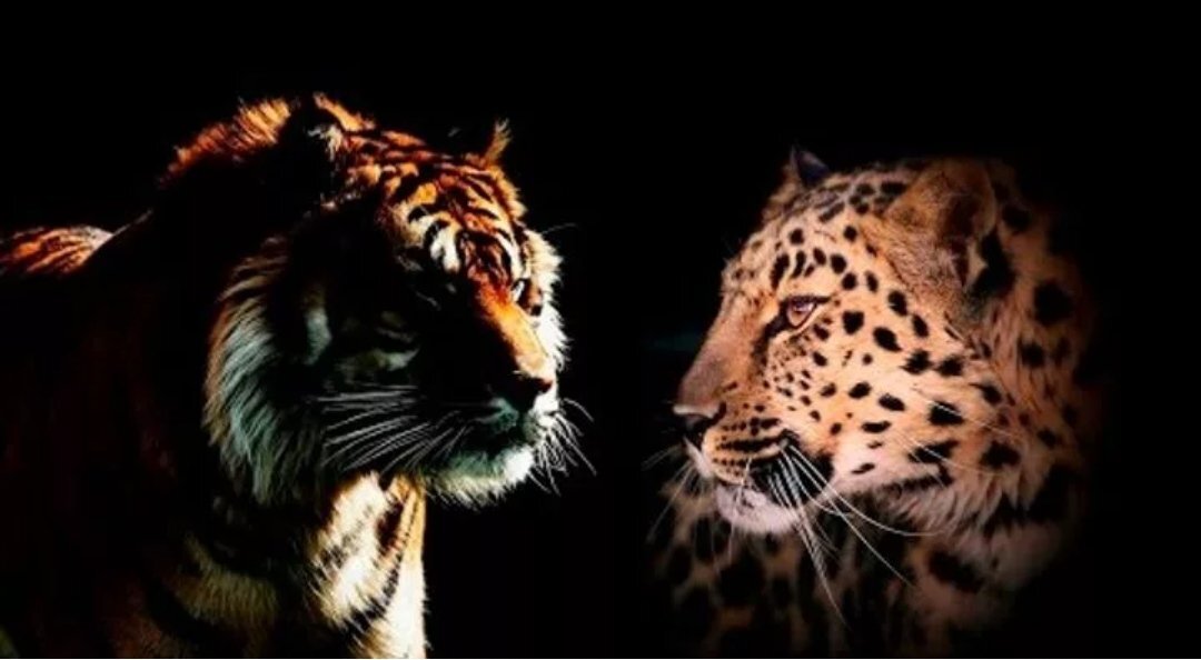 Леопард фон. Тигр леопард гепард. Тигр лев леопард ягуар гепард. Тигр леопард гепард ягуар. Тигр и гепард.