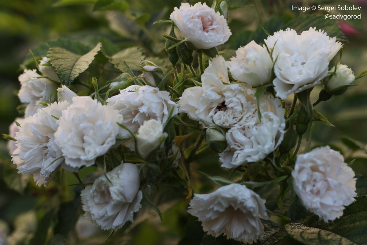 То ли гвоздика, то ли роза...