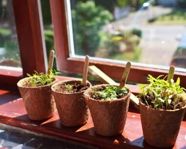    Посадка томатов на рассаду в домашних условиях – 4 слагаемых успеха