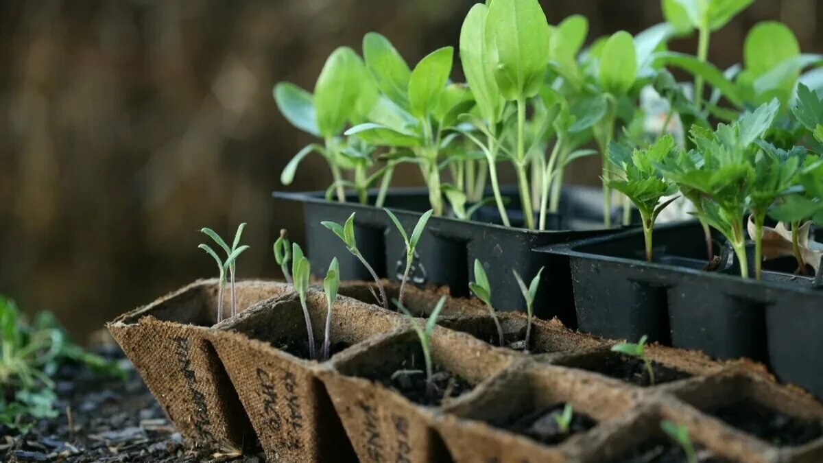 Рассаду нужно выращивать правильно. Фото: pxhere.com