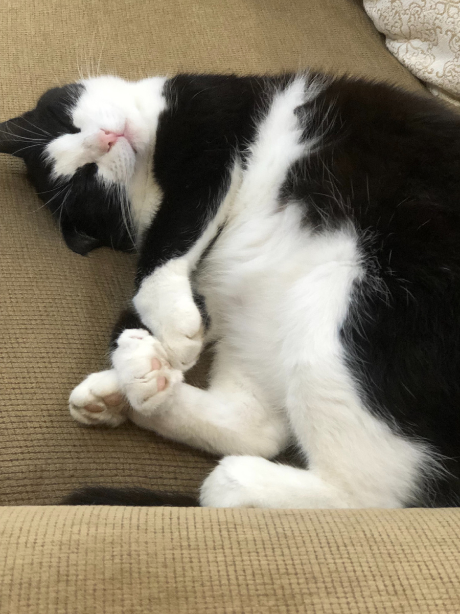 В роли кота Василия - моя кошка Василиса. Такая же невозмутимость и уверенность в себе. Идеальное попадание в образ. Остальные совпадения случайны. Персонажи - вымышлены.