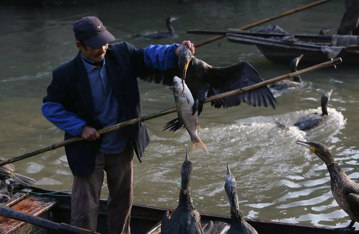 Видео рыбалка китай. Рыбалка с бакланами в Китае. Ловля рыбы с бакланами в Китае. Рыбалка с бакланами в Японии. Охота с бакланами в Китае.
