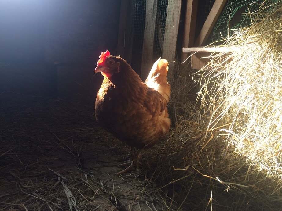 Любопытная красотка курочка