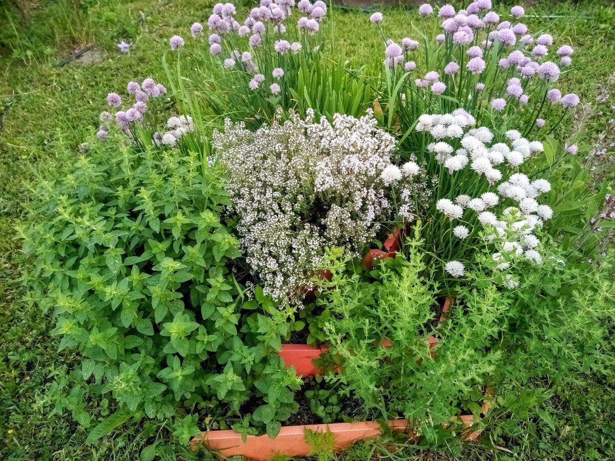 Верхний ярус в центре - тимьян, слева - душица, справа от центра - зверобой, шнитт-лук, шалфей