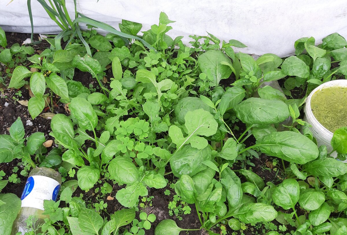 Шпинат с перцем хорошие соседи. Фото автора