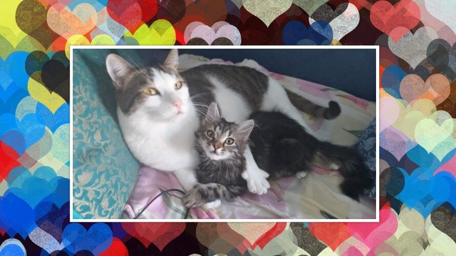 Красотка Шерон и Стэн  Фото и коллаж личные