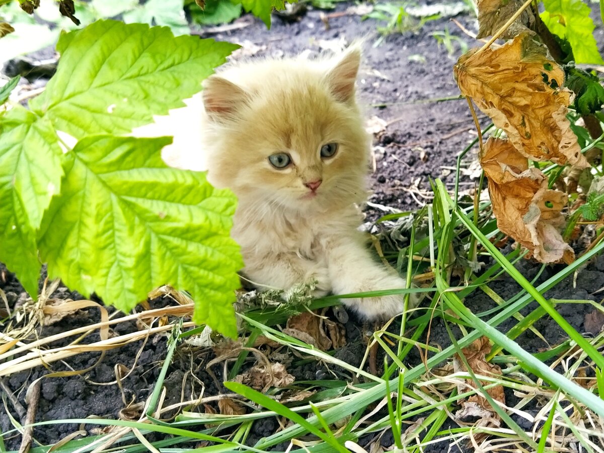 Спрятался в тенёчке