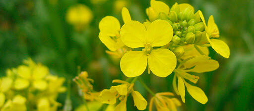 Источник изображения http://plodonos.ru/domashnie/belaya-gorchitsa-kak-udobrenie.html