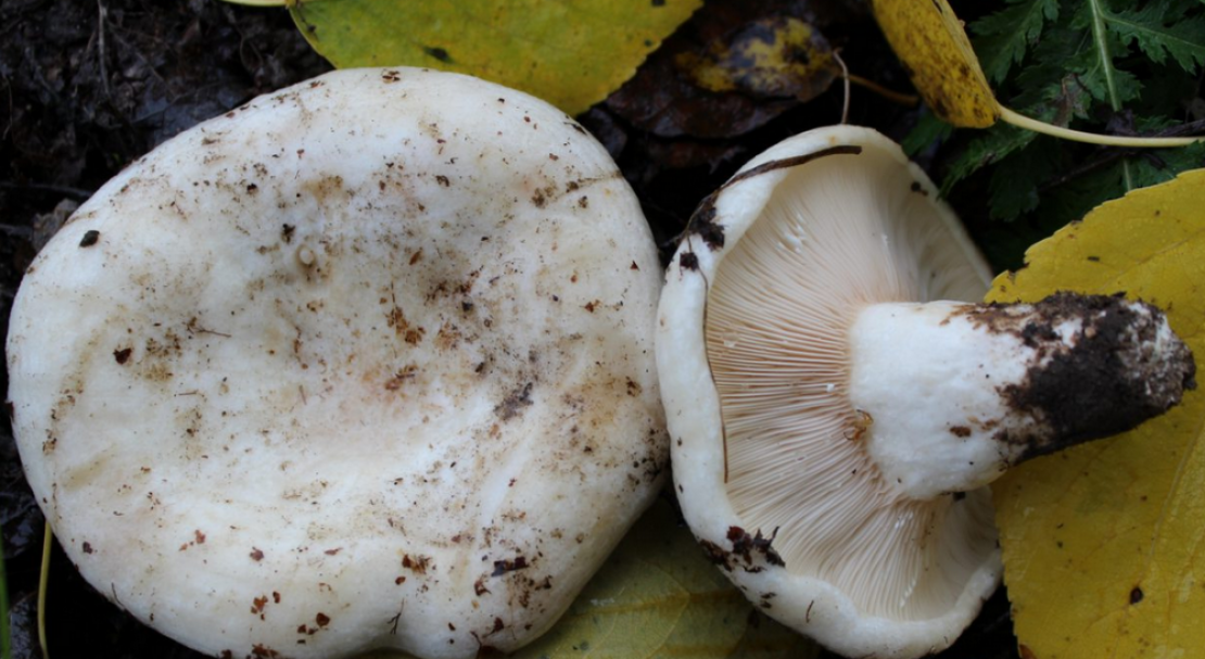 Как солить осиновые грузди. Осиновый груздь (Lactarius controversus). Белый Тополевый груздь. Груздь осиновый (Lactarius controversus pers.). Груздь осиновый это белый груздь.