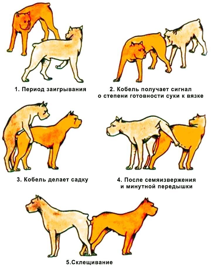 Сколько времени нужно кобелю, чтобы получить сперму? - Mi Dog Guide