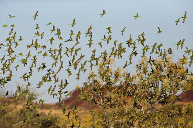 Стая попугаев.  Изображение взято из открытых источников 