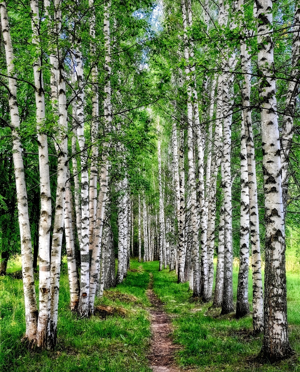 Березовый лес