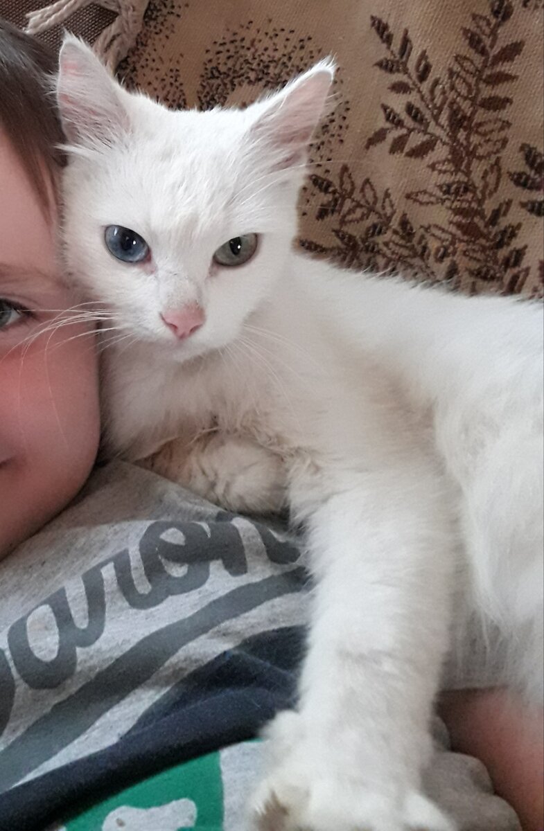 Кошка Саймон