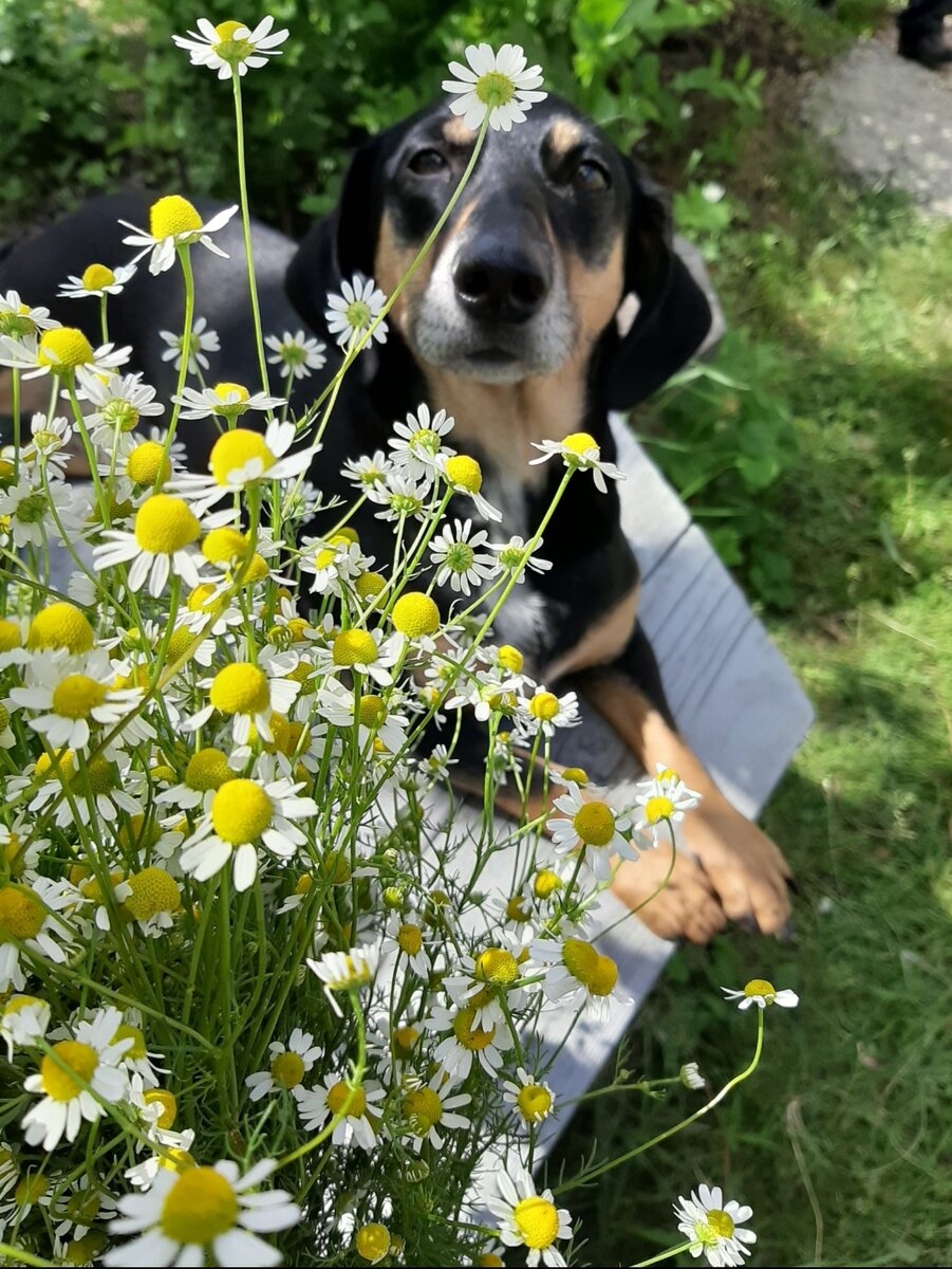 Держу ромашки в левой , а фотографирую правой ...Ох-хо-хо... 