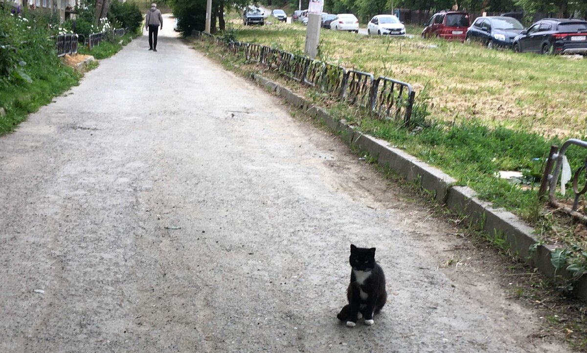 "Всё, не повезет! Человек перешел дорогу!"
