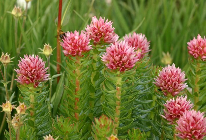 Внешний вид (фото) красной щетки