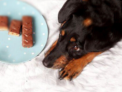 Хочу шоколадку!