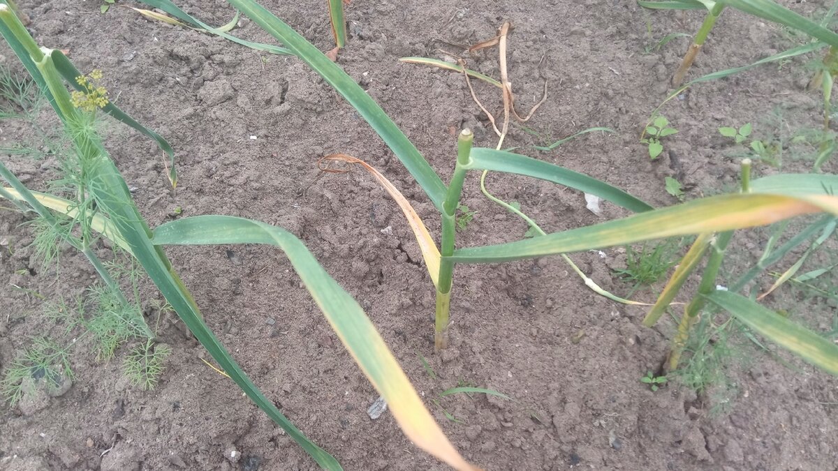 Picked garlic. Чеснок на грядке. Выкопка чеснока. Чеснок. Убрать чеснок с грядки.